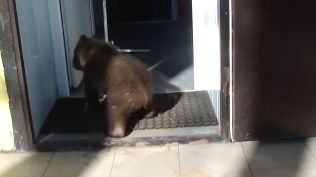 Идем гулять смотреть онлайн