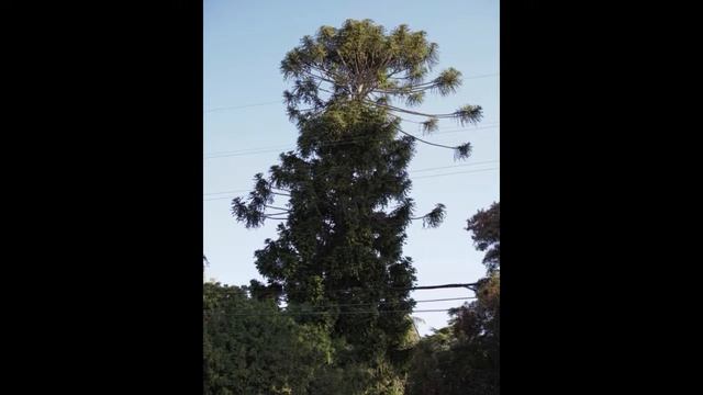 Araucaria Bidwillii, Heterophylla and Columnaris-San Diego, California смотреть онлайн