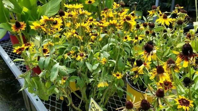 Открываю Америку!))) Как сделать дубликаты ключей в США/Необычные цветы. смотреть онлайн