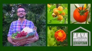 Табачная дымовая шашка или как избавиться от белокрылки в теплице