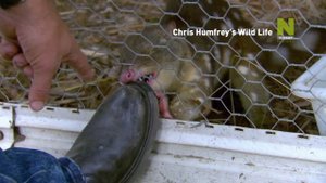 Зоосад Криса Хамфри - смотри на Viasat Nature