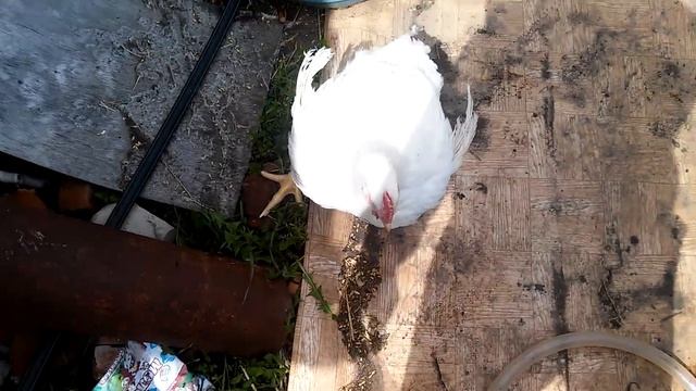 Куры несушки против петуха бройлера смотреть онлайн