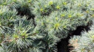 Сосна веймутова "Радиата"  Pinus strobus "Radiata"