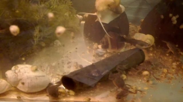 #Карликовые лягушки.# смотреть онлайн