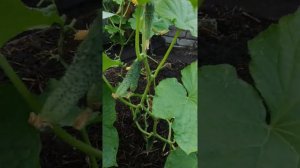 ОГУРЦЫ ВЁДРАМИ в ТЕПЛИЦЕ У ЗАБОРА 🥒🥒🥒💯❤️..