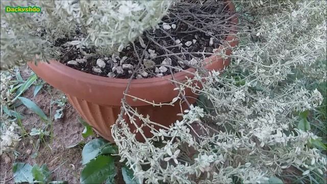 Thymus "Silver Queen" смотреть онлайн