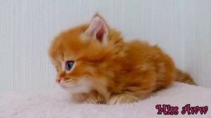 Флаффи, миленький котенок с голубыми глазами