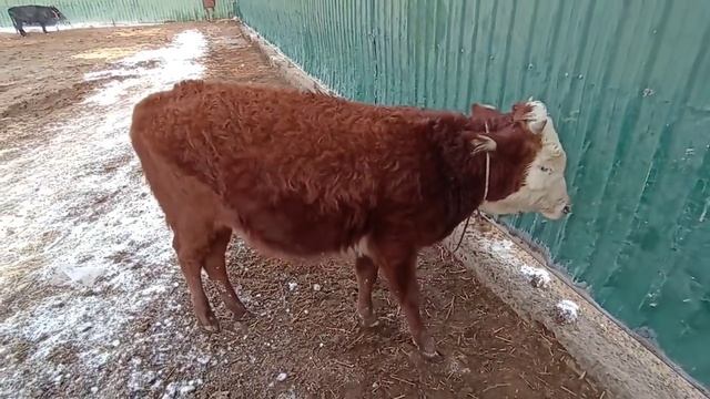 Шымбай мал базар. 02.01.2022. Shimbay mal bazar/Скотный рынок Манас/мал базар Шымкент/Кызылорда.