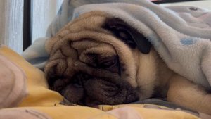 Мопс спит и храпит 😴Вторник мопса🐶