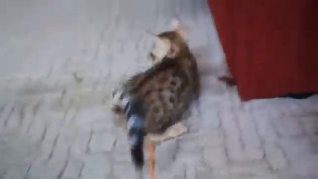 LantanaFly питомник бенгальских кошек - Brigida смотреть онлайн