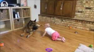 ✔ Немецкая овчарка –  универсальная служебная собака, прекрасный помощник, защитник и компаньон