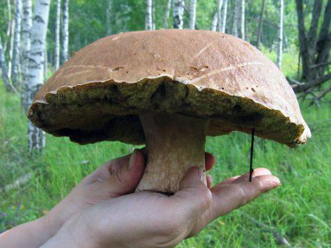 Белые грибы. Майкопский район.