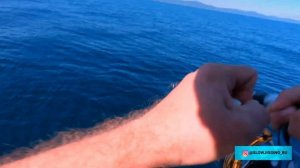 Морская рыбалка Владивосток. Ловля синего  тунца