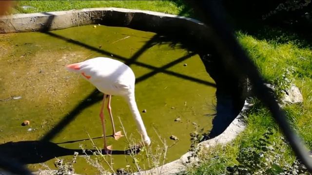 Видеоотчет о посещении парка львов Тайган смотреть онлайн