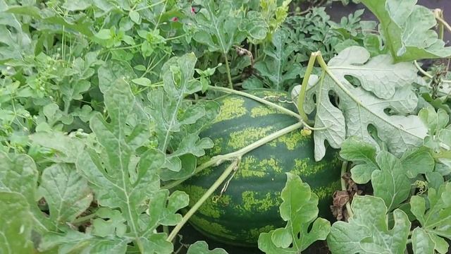 Обзор дачи 7 сентября смотреть онлайн