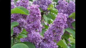 СИРЕНЬ ЧЕРЁМУХА