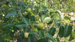 Ультра ранний сорт груши Петривка!!! Редкий сорт в наших садах.