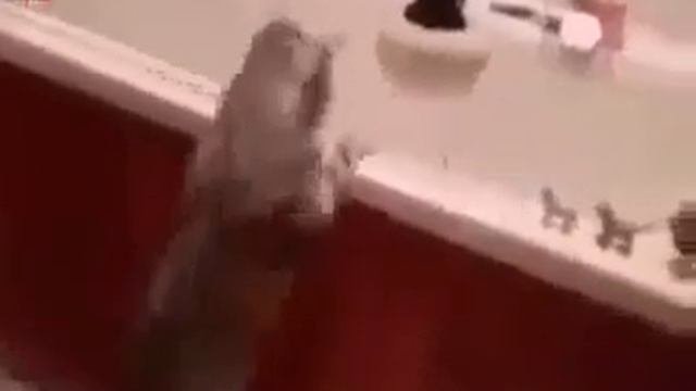 Если в доме нет кота - значит в доме скукота!)))