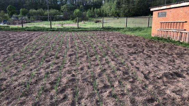 ТРЕНИРОВКА ПОЧТОВЫХ ГОЛУБЕЙ. БОРЕМСЯ С ЗЕМЛЕРОЙКОЙ. НОЧНЫЕ СОЛОВЬИ. смотреть онлайн