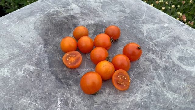 Dark Orange Muscat Tomato смотреть онлайн