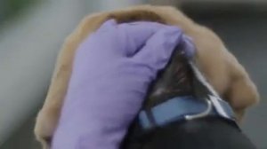 Как наносить капли Бравекто на холку собаке