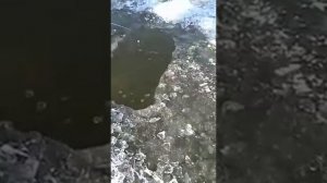 Самый большой осётр, я оболдел