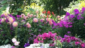 My backyard Dahlia & Lisianthus/ kuv lub vaj paj dahlia & lisiantus