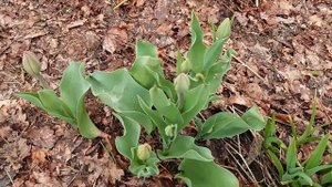 Тюльпаны после выгонки стоят очень дешево))) но зацветут ли они?