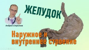 Желудок. Наружное и внутреннее строение желудка