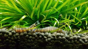 Кормим барбусов. Паника в селе ?