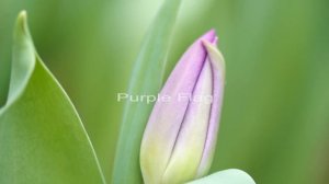 Purple Flag & Candy Prince Tulips (мы теплица Лаврики , это наши тюльпаны! =)