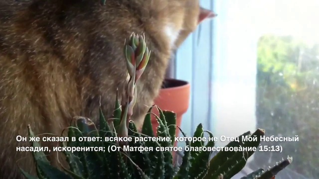 ▶ Цветущий алоэ + кошка 03/08/2013 смотреть онлайн