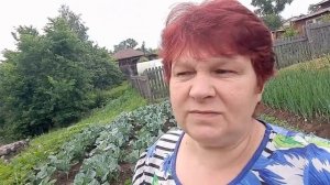 КАПУСТА БРОККОЛИ??? КАК ВЫРАСТИТЬ БОЛЬШИЕ КОЧАНЫ ???ПОДКОРМКА БРОККОЛИ???