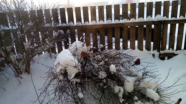 Пришли морозы в 8:00 было 44 в 10-30 48 на росвети прибавило.Алтайский край г Заринск смотреть онлайн