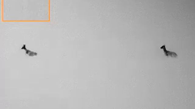 Buck and doe roe at 15m heavy rain Guide trackir 25 смотреть онлайн