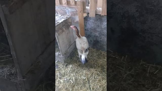 Курочки О-Шамо молодки смотреть онлайн