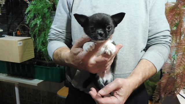 ОТКРЫТ ДЛЯ РЕЗЕРВА Щенок породы ЧИХУАХУА Мари Мистик Пигмалион окрас ЧЁРНЫЙ с белым МАЛЬЧИК стандар