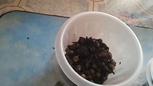 Пересадка дендрофаленопсиса RAINBOW FANTAZY