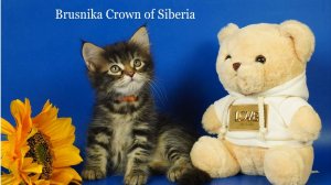 Сибирская девочка Brusnika Crown of SIberia, 1,5 месяца, окрас черный мраморный