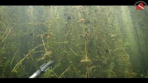 МНЕ УГРОЖАЛИ!!! ПОДВОДНАЯ ОХОТА В БЕЛАРУСИ