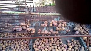 Сортировка для картошки.