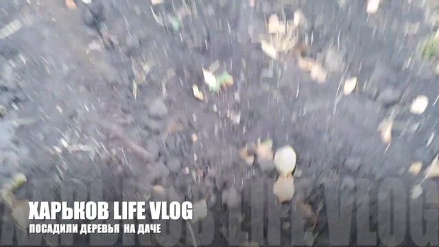 Посадили деревья на даче | Влог Октябрь 2021 смотреть онлайн