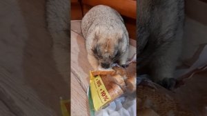 Тошка разбирает продукты# ручной сурок#домашний байбак#marmot#cute animals