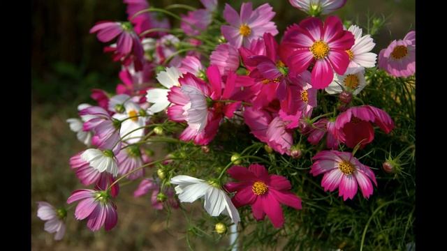 #Стихи #Деревенская_лирика #АвторскиеСтихи_НаталииМ смотреть онлайн