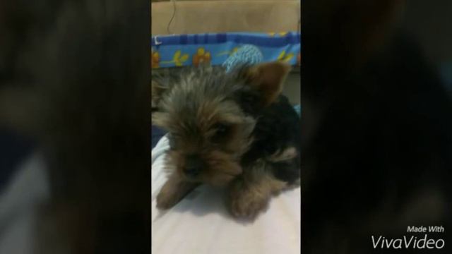 Первый день дома йорка Моники смотреть онлайн