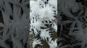 Снежные кристаллы в мороз