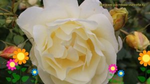 Роза чайно-гибридная Крем де ля крем. Краткий обзор, описание характеристик Creme de la Creme