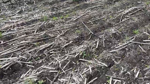 горох та соя смотреть онлайн