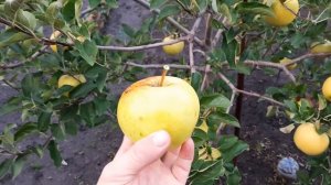 Яблуня Богемія Голд.