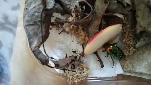 Нашел на улице бронзовку золотистую.